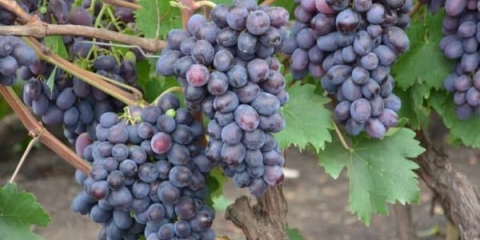 Ljepota i nepretencioznost sorte grožđa lorano